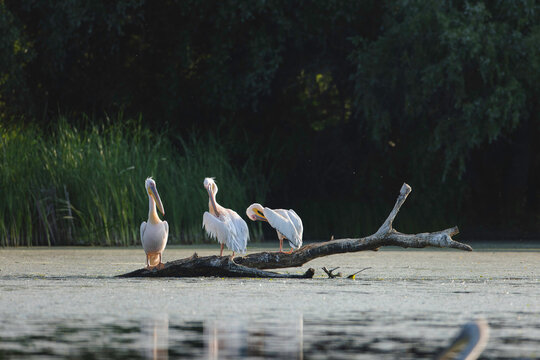 Harmony in Nature: A Flock of Pelicans and Egrets Perched on a Water-Logged Timber