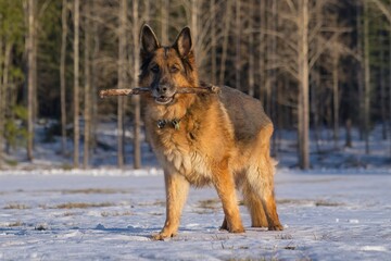 German Shepherd dog standing in the snow, holding a stick.