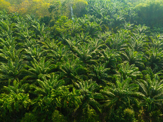 Tropical rainforest palm oil plantation tree morning sunrise food industry - 740013821