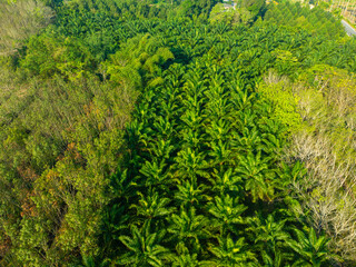 Tropical rainforest palm oil plantation tree morning sunrise food industry - 740013887
