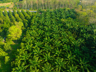 Tropical rainforest palm oil plantation tree morning sunrise food industry - 740014073