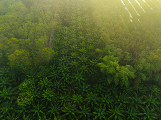 Tropical rainforest palm oil plantation tree morning sunrise food industry - 740014265