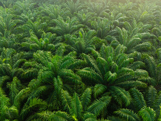 Tropical rainforest palm oil plantation tree morning sunrise food industry - obrazy, fototapety, plakaty