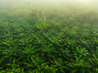 Tropical rainforest palm oil plantation tree morning sunrise food industry - 740014856