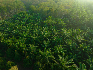 Tropical rainforest palm oil plantation tree morning sunrise food industry - 740015247