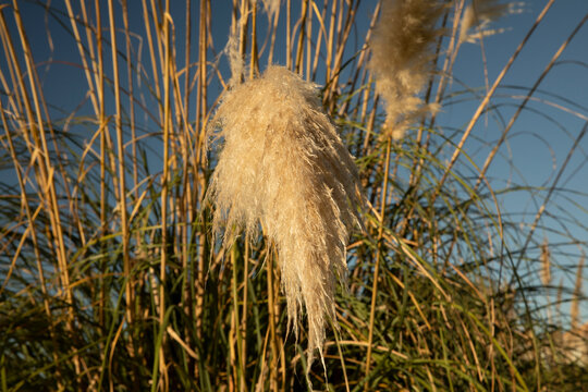 Landscaping and garden design. Ornamental grasses. View of Cortaderia selloana, also known as Pampas grass, green leaves and yellow flowers, spring blooming in the park.	
