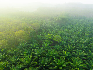 Tropical rainforest palm oil plantation tree morning sunrise food industry - 740015605