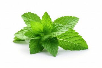 Mint leaves. Fresh mint on white background. Mint leaf isolated. 