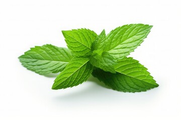Vector fresh mint leaves on a white background