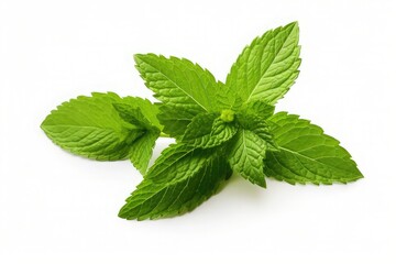 Mint leaves. Fresh mint on white background. Mint leaf isolated. 
