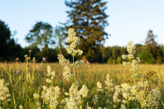 Bunch of White bedstraw flowering on a dry meadow in rural Estonia, Northern Europe