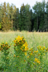 Closeup of a St John's wort blooming on a dry meadow in rural Estonia, Northern Europe
