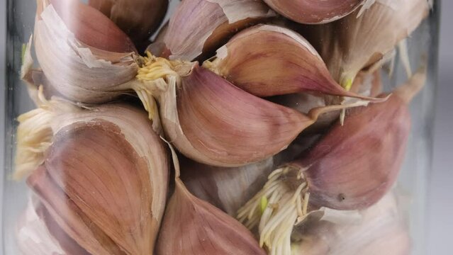 Sprouted garlic in a jar on a white background, close-up.