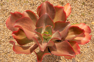 Exotic succulent plants. Closeup view of Aeonium davidbramwellii red leaves foliage.	
