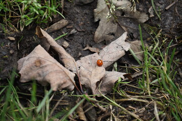 ladybug on a leaf