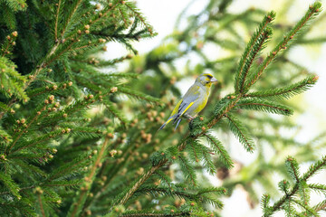 A beautiful European greenfinch perched on a Norway spruce on a late spring day in Estonian woodland