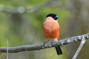 Close-up of colorful male Bullfinch perched on a spring day in Estonia, Northern Europe