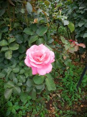 pink roses in garden