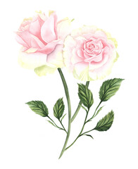 Watercolor light pink yellow white rose on a stem with leaves. Hand drawn illustration isolated on white background. Perfect for design, packaging, cosmetic industry, sweets wrap