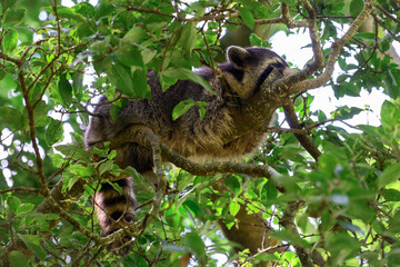 Raton laveur pendant la sieste