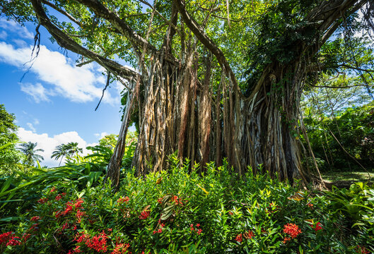 banyan du Jardin botanique de Deshaies