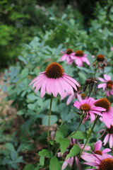 pink coneflowers growing in the summer garden