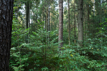 A late summer mixed forest with dense and green underwood in rural Estonia, Northern Europe