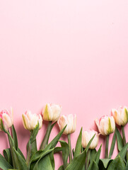  pink tulips on a light background. Mother's day, birthday celebration concept. Postcard. Copy...