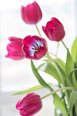 pink tulips on a light background. Mother's day, birthday celebration concept. Postcard. Copy space for text, top view