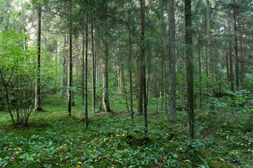 A late summer mixed boreal forest in rural Estonia, Northern Europe