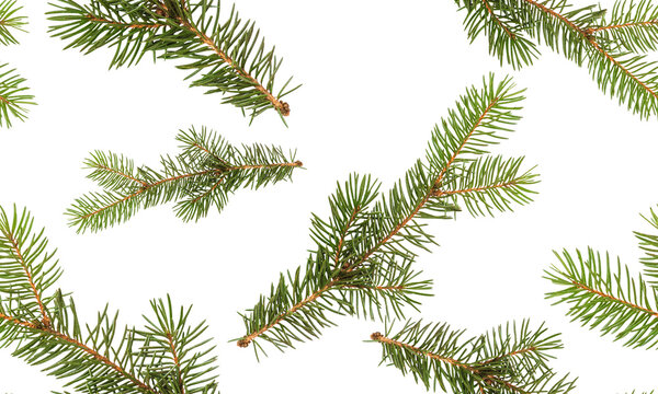 Fir branch isolated on white background. Seamless pattern