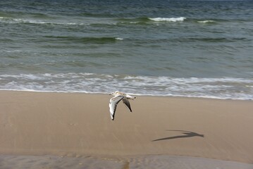 seagulls on the seashore. Baltic Sea, Poland