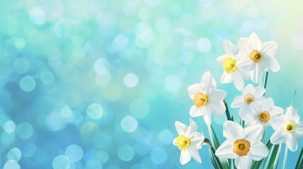 daffodils in sunshine ,flowers in green spring meadow on blurred bokeh background