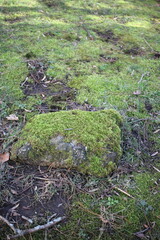 moss covered rocks
