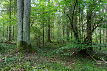 A late summer mixed forest with dense and green underwood in rural Estonia, Northern Europe