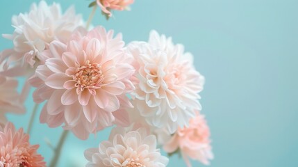Pastel Pink Dahlias in Soft Focus on Blue. Close-up of delicate pink dahlia flowers with a soft focus, against a calming blue background, evoking a serene and romantic mood.