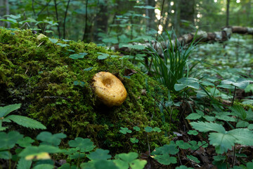 Fresh Scrobiculate milk cap fruiting body growing in a boreal forest in Estonia, Northern Europe