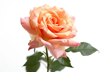 a peach rose isolated on a white background