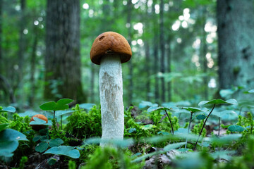 A fresh and edible mushroom, Leccinum aurantiacum growing in a lush boreal forest on a late summer...