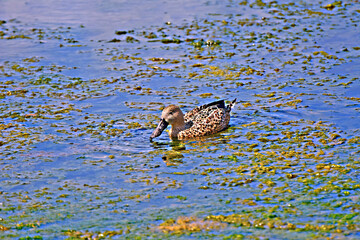 Birds of Ushuaia, Bahía Encerrada Natural Reserve