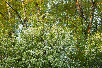 Fototapeta na wymiar Bird cherry tree white blossoms on a warm spring evening in rural Estonia, Northern Europe