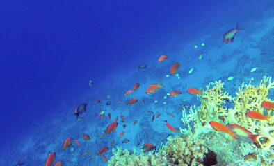 Fototapeta na wymiar Amazing coral reef and fish