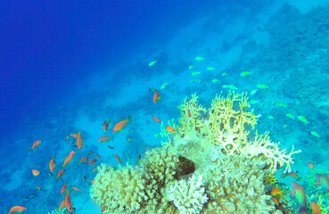 Amazing  coral reef and fish