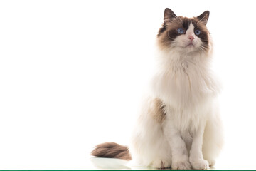 Obraz premium Beautiful young healthy Ragdoll cat on a white background.