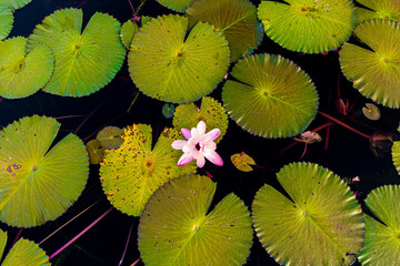 Lotus flower
