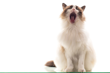 Beautiful young healthy Ragdoll cat on a white background.