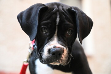 American Bulldog mixdog with a vibrant red leash, stylishly contrasting its coat, adds a pop of color.