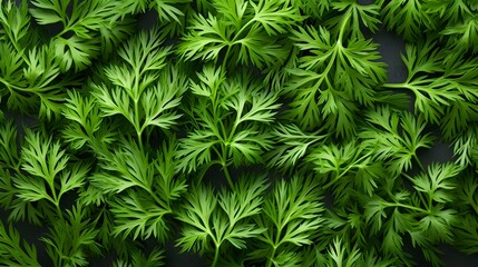 Aromatherapy in the Kitchen: Detailed Closeup of Dill, Essential Culinary Element. Generative AI