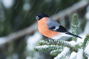 A beautiful male Eurasian bullfinch perched on a Norway spruce branch during a snowfall in a boreal...