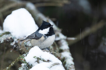 Closeup of a tiny Coal tit perched on a snowy branch and looking around in a Spruce forest in Estonia, Northern Europe